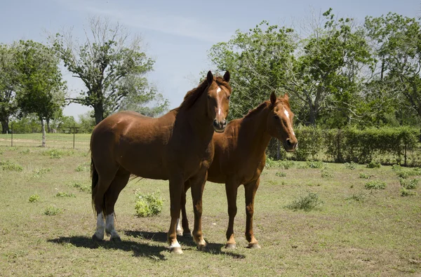 Mare and Stallion — Stock Photo, Image