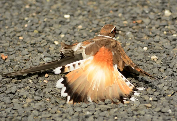 壊れた翼ダンス killdeer ストック画像