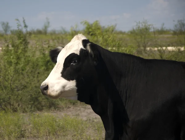 Vitt ansikte Angus Royaltyfria Stockfoton