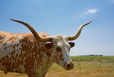 Güzel Longhorn