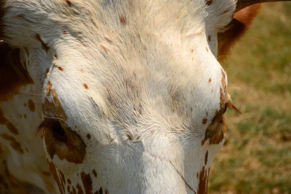 Longhorn tekstury i detal — Zdjęcie stockowe