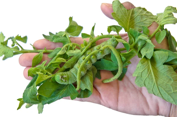 Oruga verde grande comiendo hojas de tomate en la mano — Foto de Stock