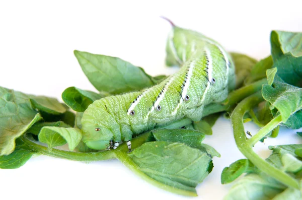 Cerrar oruga verde comer hojas de tomate en whit aislado Imagen de archivo