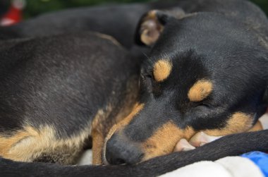 yatağa Manchester korkunç mix uyku kıvrılmış