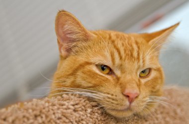 pembe burunlu yatakta döşeme turuncu tekir kedi