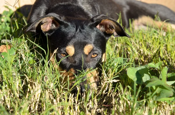 Μάντσεστερ τεριέ ημίαιμο σκυλάκι για τον στο γρασίδι στο φως του ήλιου — Φωτογραφία Αρχείου