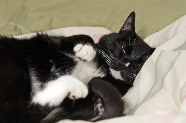 yatağa esneme tembel siyah ve beyaz kedi