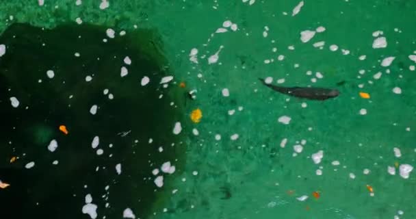 Regnbågsöring fiskar simmar i floden. — Stockvideo