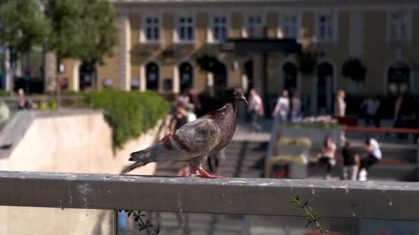 Pigeon sitting on a railing in the city street with people walking in background — Stock Video