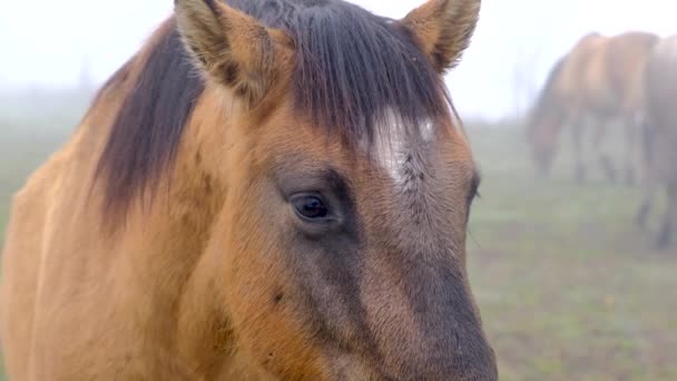 Koń z bliska patrząc w kamerę — Wideo stockowe