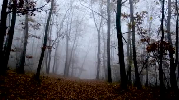 霧に包まれた暗い森の中を — ストック動画