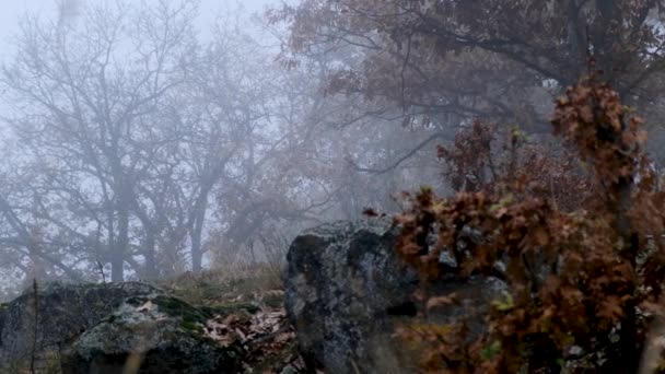 Una cámara girando se mueve a través de un oscuro bosque brumoso — Vídeos de Stock