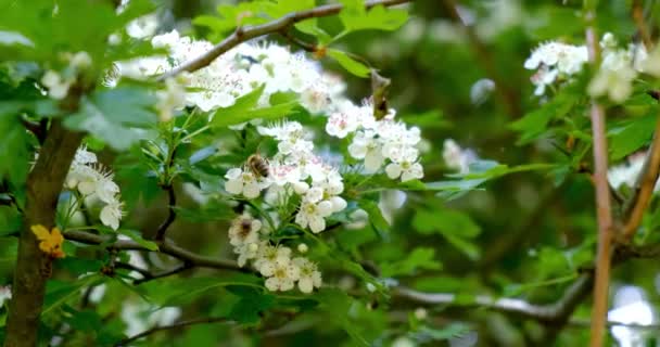 Primer plano de las abejas de miel volando alrededor de las flores de madreselva abeja recolectando polen de néctar en el día soleado de primavera . — Vídeos de Stock