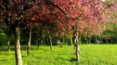 İlkbaharda çiçekli kiraz dalı. Bahar Çiçekleri.
