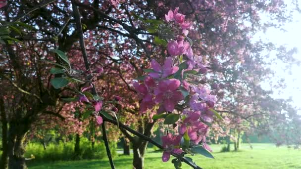 Třešňová větev s květy v jarním květu. Jarní květiny. — Stock video