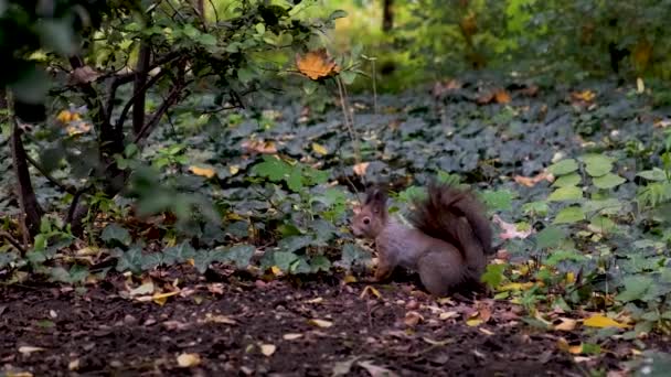 Esquilo Vermelho Parque Curioso Assistindo Procura Comida Mamífero Cinza Close — Vídeo de Stock