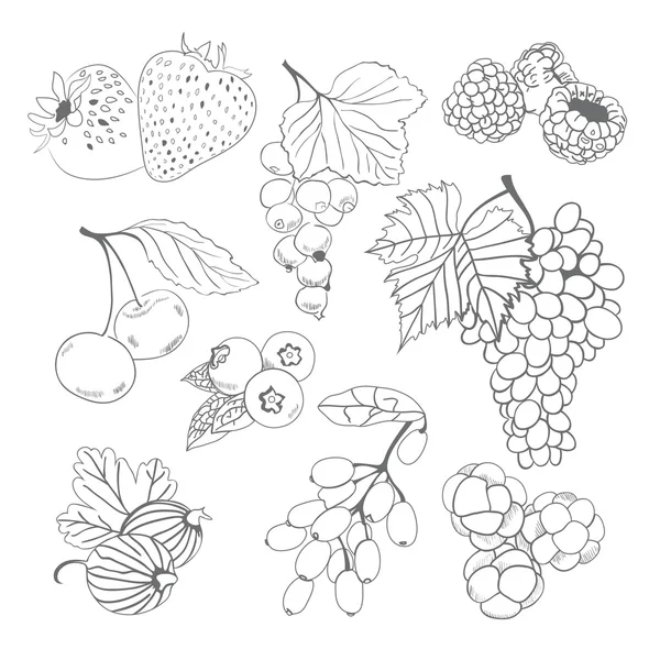 Berries collection for coloring book — Stock Vector