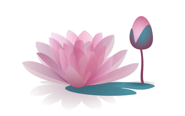 Pink waterlily flower isolated on white background — Stock Vector