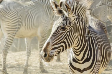This close up image of a business aircraft jet engine inlet fan makes a great business travel or aerospace background