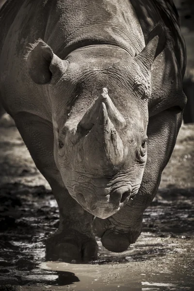 Ce grand rhinocéros noir en voie de disparition était énergique par un après-midi de printemps chaud, courant directement sur moi à plusieurs reprises dans notre zoo local . — Photo