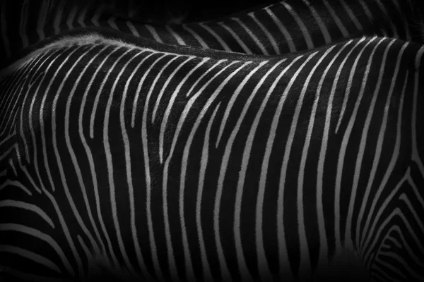 These two Zebras standing close together illustrate the patterning used to protect them against predators, and it makes for a uniquely beautiful background — Stock Photo, Image