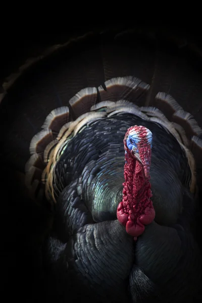 This Male Tom Turkey Peers From The Shadows In This Dark But Very Colorful Portrait — Zdjęcie stockowe