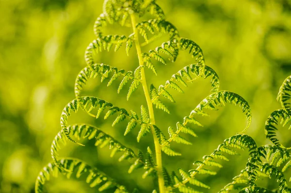 Folhas de samambaia verde com fundo vibrante desfocado — Fotografia de Stock