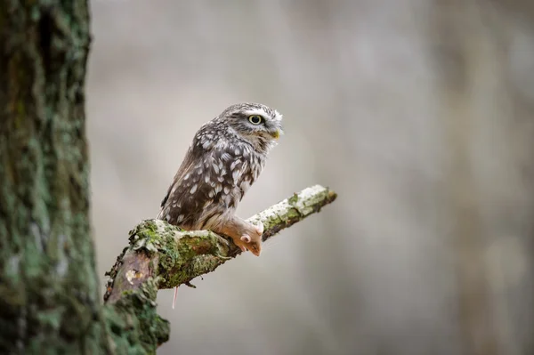 Little owl with hunted mouse — Stock Photo, Image
