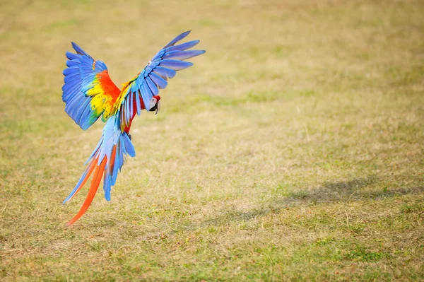 Flying Scarlet macaw - Ara macao — Stock Photo, Image