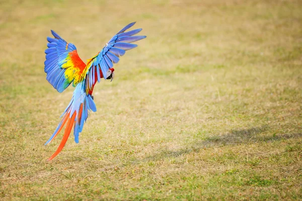 Guacamayo escarlata volador - Ara macao — Foto de Stock