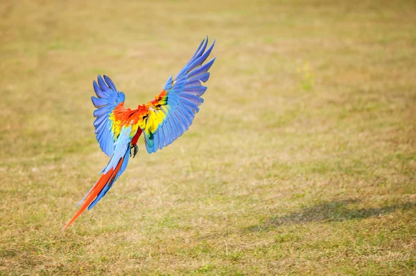 Flying Scarlet macaw - Ara macao — Stock Photo, Image