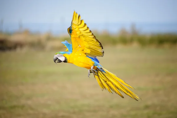 Ara azzurra e gialla volante - Ara ararauna — Foto Stock