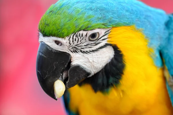 Portriat blue-and-yellow Macaw - Ara ararauna — Stock Photo, Image