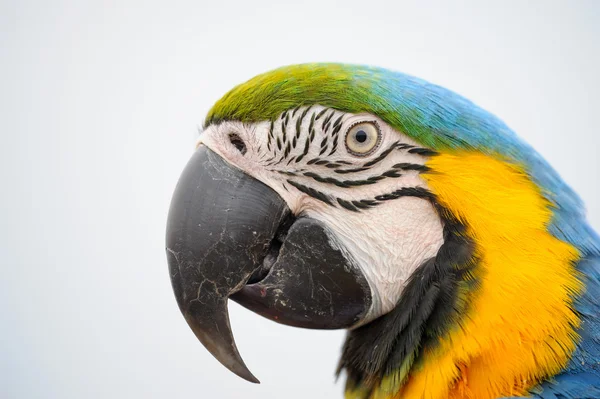 Portriat blue-and-yellow Macaw - Ara ararauna — Stock Photo, Image