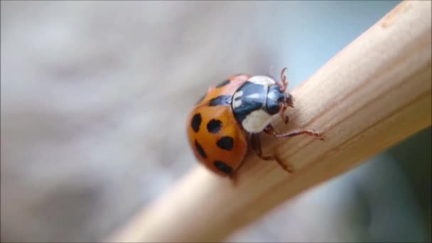 Ladybug on wooden stick from very closeup view, cleaning itself and than climbing up — Stock Video