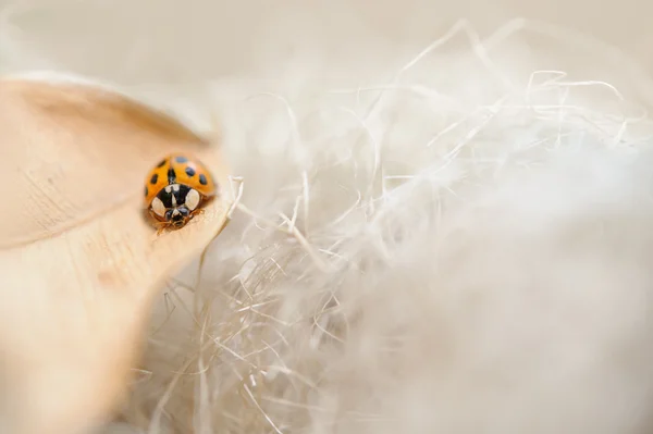 Lieveheersbeestje op gevallen beige blad met de achtergrond van de droom — Stockfoto