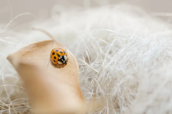 Lieveheersbeestje op gevallen beige blad met de achtergrond van de droom — Stockfoto
