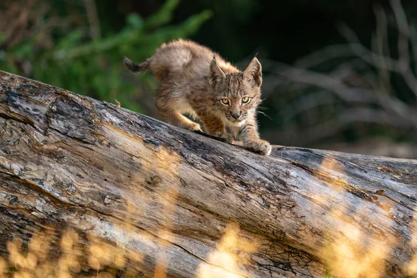 Luchs yavrusu devrilmiş ağaç gövdesinde. Odaklanmış küçük bir bebek hayvan. Vaşak vaşak. — Stok fotoğraf