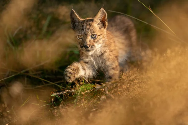 Lynx welp van voren lopend in het gele gras. Kleine baby dier in natuurlijk gedrag. Lynx lynx. — Stockfoto