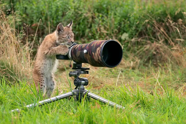 Vahşi yaşam fotoğrafçısı olarak Luchs Cub. Vaşağın insan gibi davrandığı komik bir görüntü. Hayvan fotoğrafı.