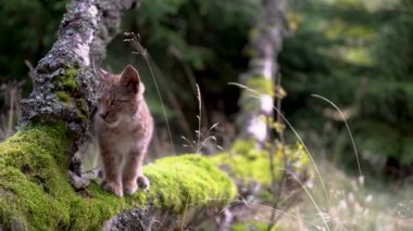 Yosun dolu bir ağaç gövdesinde Luchs yavrusu. Etrafa bakıyorum ve sonra uzaklaşıyorum..