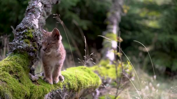 Lynx cub on a fallen tree trunk full of moss. Looking around and then walk away. — Stock Video