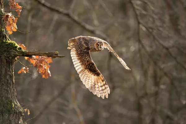 長い耳のフクロウの木の枝から飛んできた。アシオ・オス。自然の森の中のフクロウ. — ストック写真