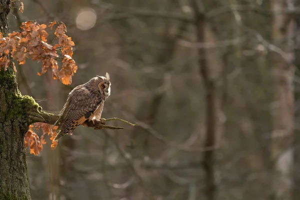 Gufo dalle orecchie lunghe seduto su un ramo d'albero con foresta sfocata sullo sfondo. Copia spazio sul lato destro. — Foto Stock