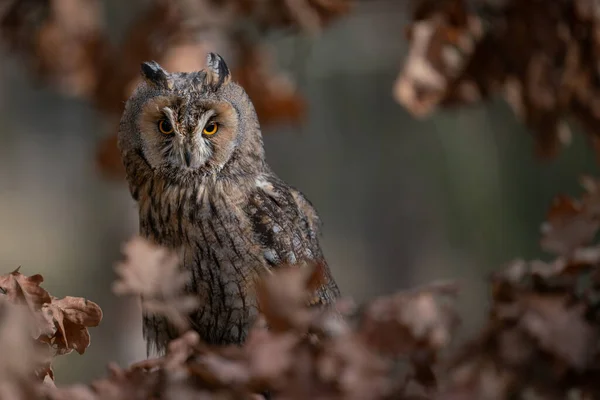 Long-eared owl in the dark between autumn leaves . Asio otus. — Stock Photo, Image