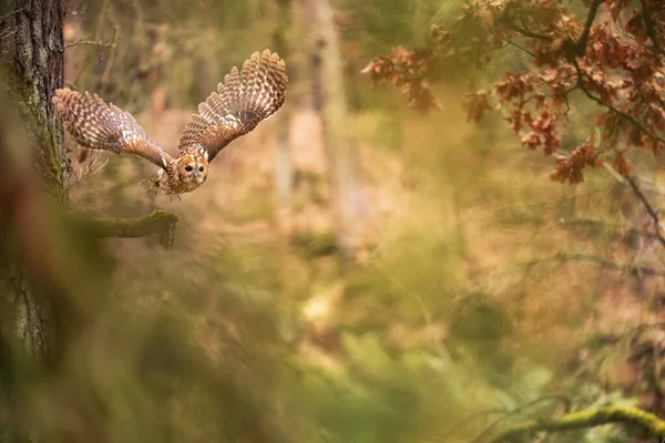 Létající sova v pohádkovém lese. Tawny sova v barevné přírodě pozadí. — Stock fotografie