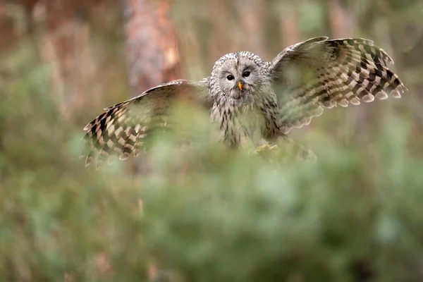 Un hibou de l'Oural atterrit avec une souris chassée dans son bec. Strix uralensis — Photo