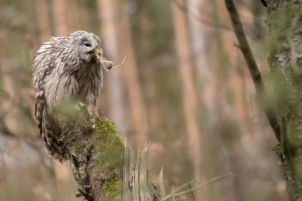 Ural uggla med jagad mus i näbb. Strix uralensis — Stockfoto