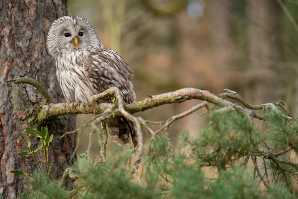 Owl sitting on a coniferous tree. Closeup animal. — Stock Photo, Image