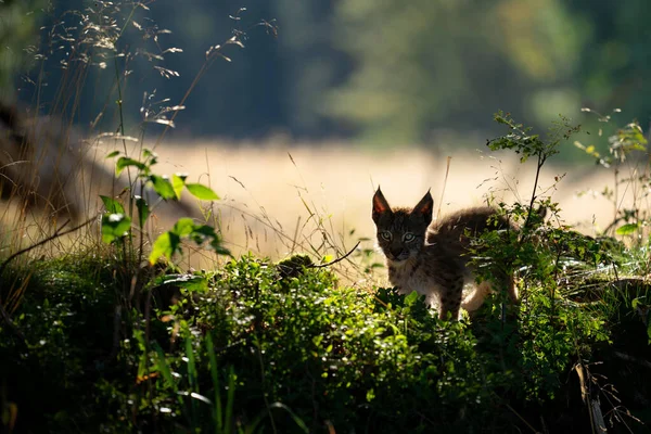 Donkere kleine lynx welp in de schaduw van de fron met licht gras en achtergrond in de rug — Stockfoto